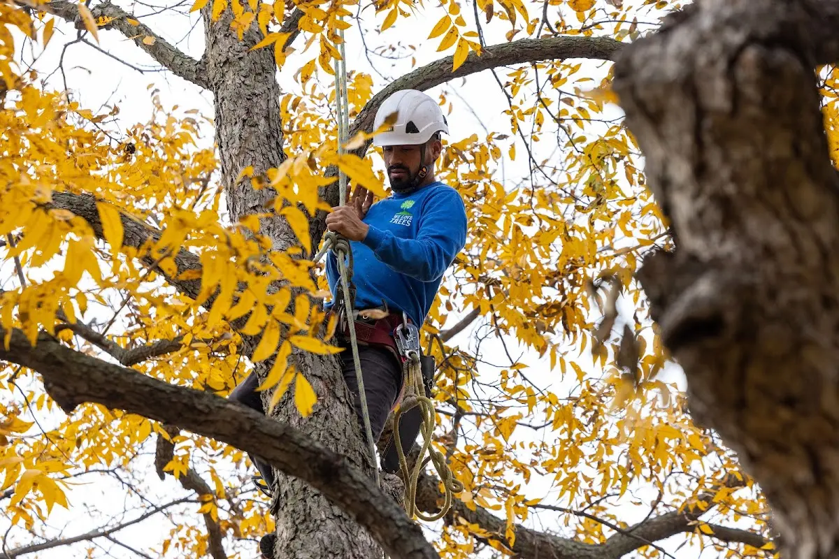 Skilled Storm Damage Cleanup crew working in Nova
